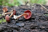 Callistosporium purpureomarginatum image