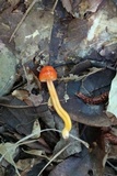 Gliophorus minutulus image