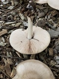 Pluteus petasatus image