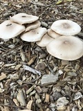Pluteus petasatus image