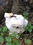 Ganoderma resinaceum image