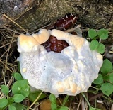 Ganoderma resinaceum image