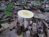 Amanita praecox image
