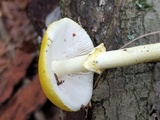 Amanita elongata image