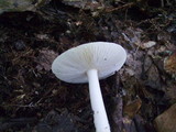 Amanita praecox image