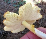 Amanita banningiana image