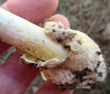 Amanita banningiana image