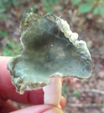 Russula parvovirescens image