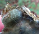 Russula parvovirescens image