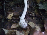 Amanita praecox image