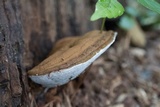 Ganoderma lobatum image