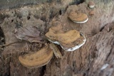 Ganoderma lobatum image