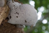 Ganoderma lobatum image