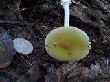 Amanita praecox image