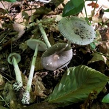 Amanita sect. Vaginatae image