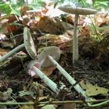 Amanita sect. Vaginatae image