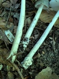 Amanita sect. Vaginatae image