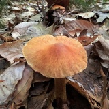 Cortinarius corrugatus image