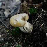Tapinella atrotomentosa image