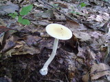 Amanita praecox image