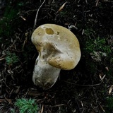 Tapinella atrotomentosa image