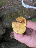 Pulveroboletus ravenelii image