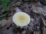 Amanita praecox image