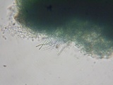 Dendrostilbella smaragdina image