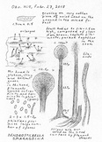 Dendrostilbella smaragdina image