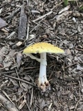 Amanita flavorubens image