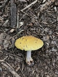 Amanita flavorubens image