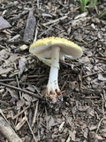 Amanita flavorubens image