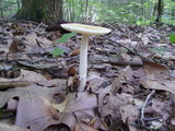 Amanita praecox image