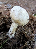 Hypomyces hyalinus image