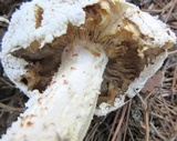 Hypomyces hyalinus image