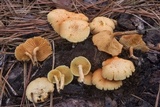 Gymnopilus lepidotus image