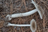 Amanita sect. Vaginatae image