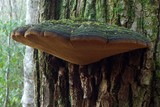 Phellinus robiniae image