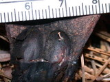 Strobilurus diminutivus image