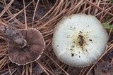 Agaricus auricolor image
