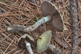 Agaricus auricolor image