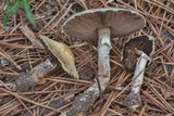 Agaricus auricolor image