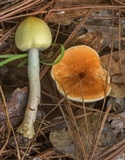 Agaricus auricolor image