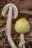 Agaricus auricolor image