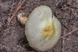 Agaricus auricolor image
