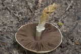 Agaricus auricolor image