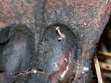 Strobilurus diminutivus image