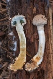 Boletellus ananas image