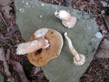 Xanthoconium purpureum image