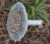 Amanita canescens image